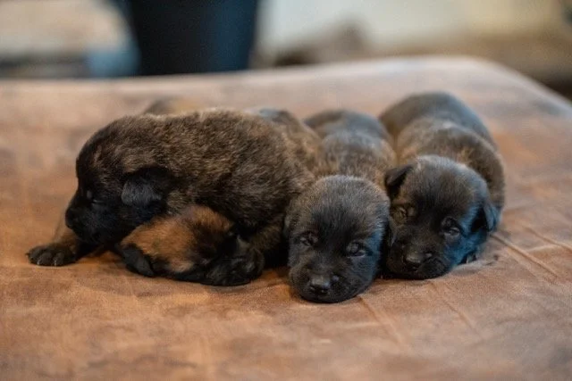 A brindle-coated dog with a muscular build and pointed ears sitting on grass in a park with trees in the background.