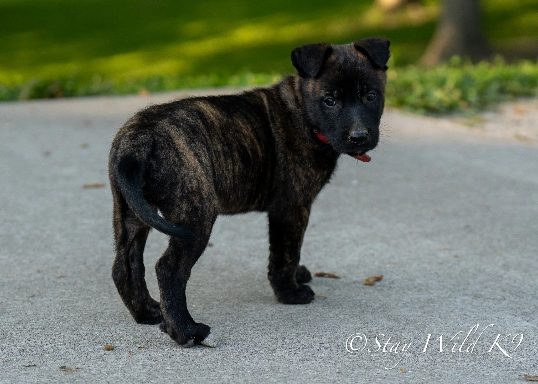 RED O Litter - 6 Weeks.jpg