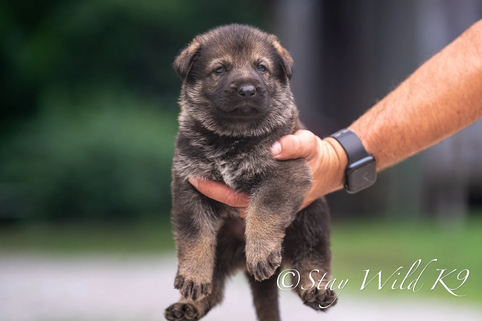 PURPLEPLitter-4Weeks-47.jpg