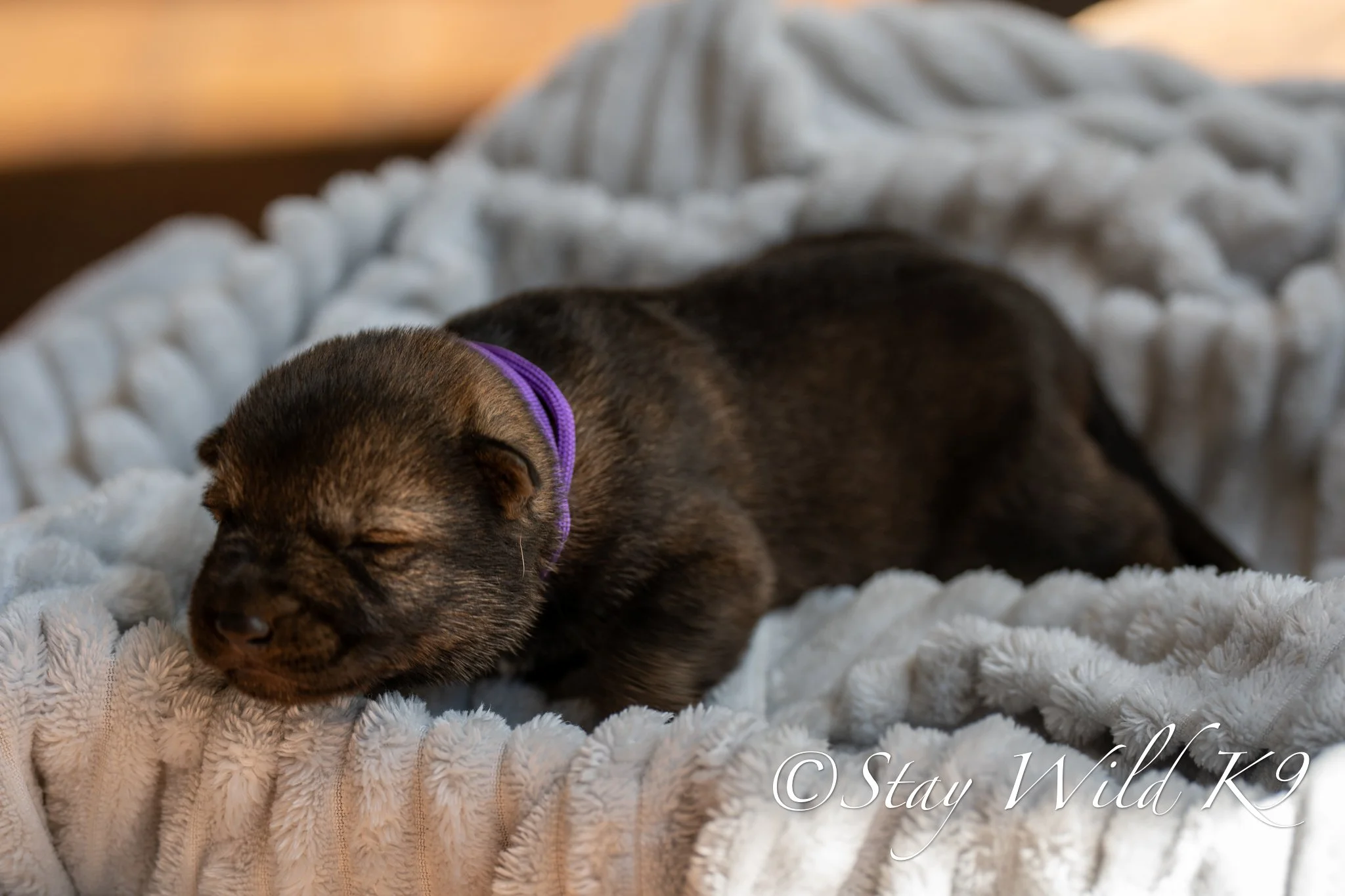 PLitter1.5Weeks-26.jpg