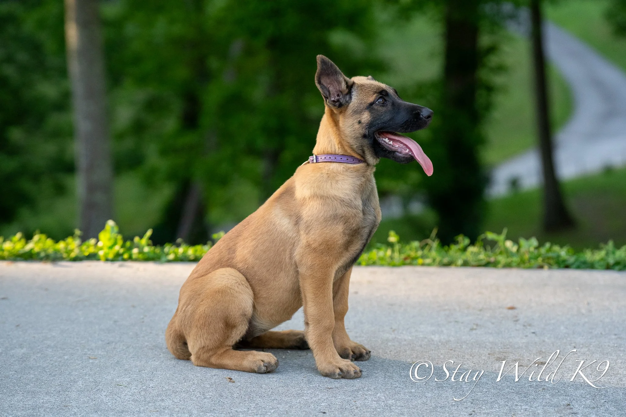 Nala - 12 Weeks.jpg