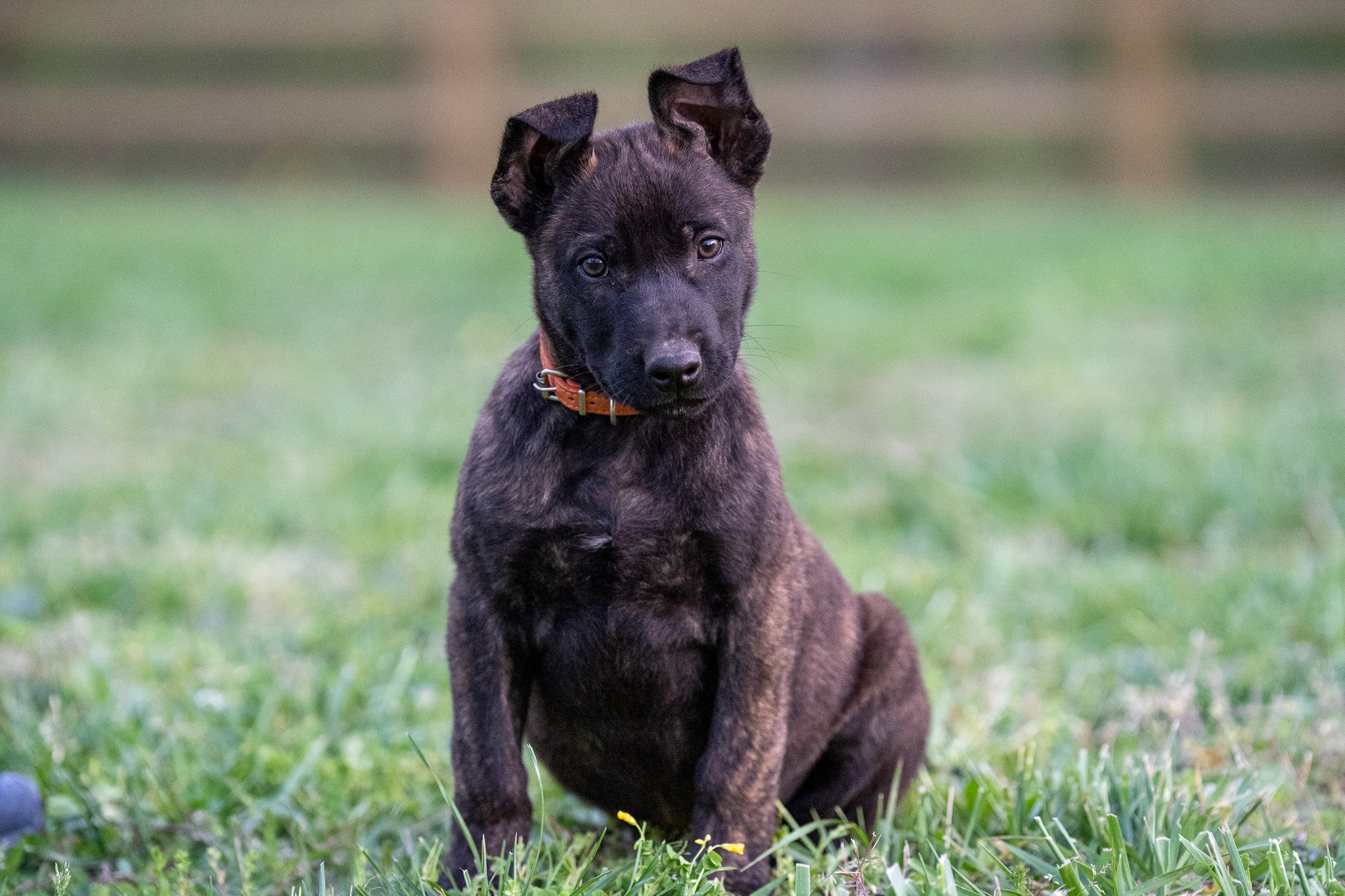 A brindle-coated dog with a muscular build and pointed ears sitting on grass in a park with trees in the background.