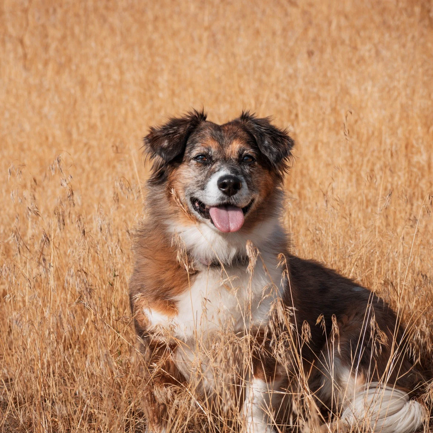 This little girl's name is Kali and she is the sweetest little Corgi in disguise as an Aussie