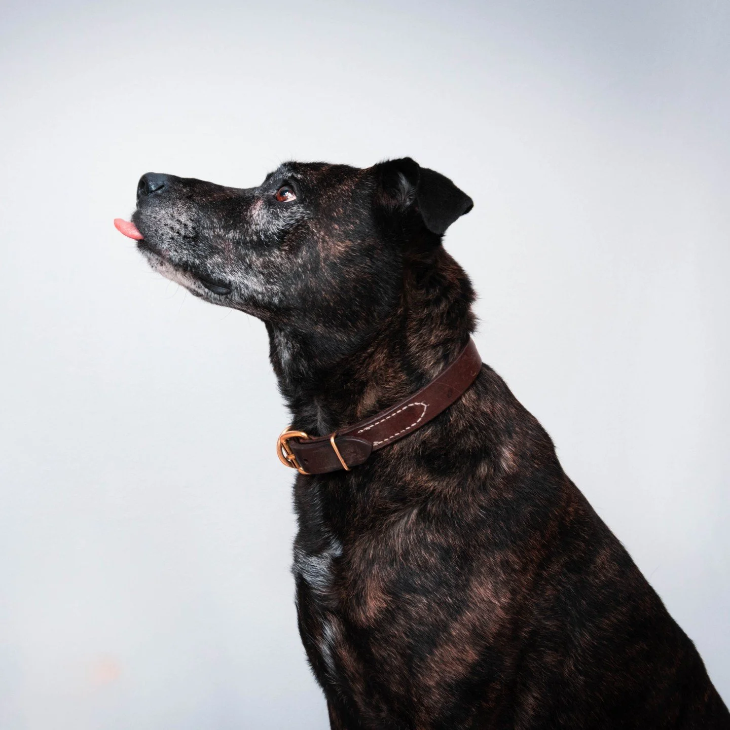 Another one of @bekah_path 's pups, Jesse! What a gorgeous old man he is!