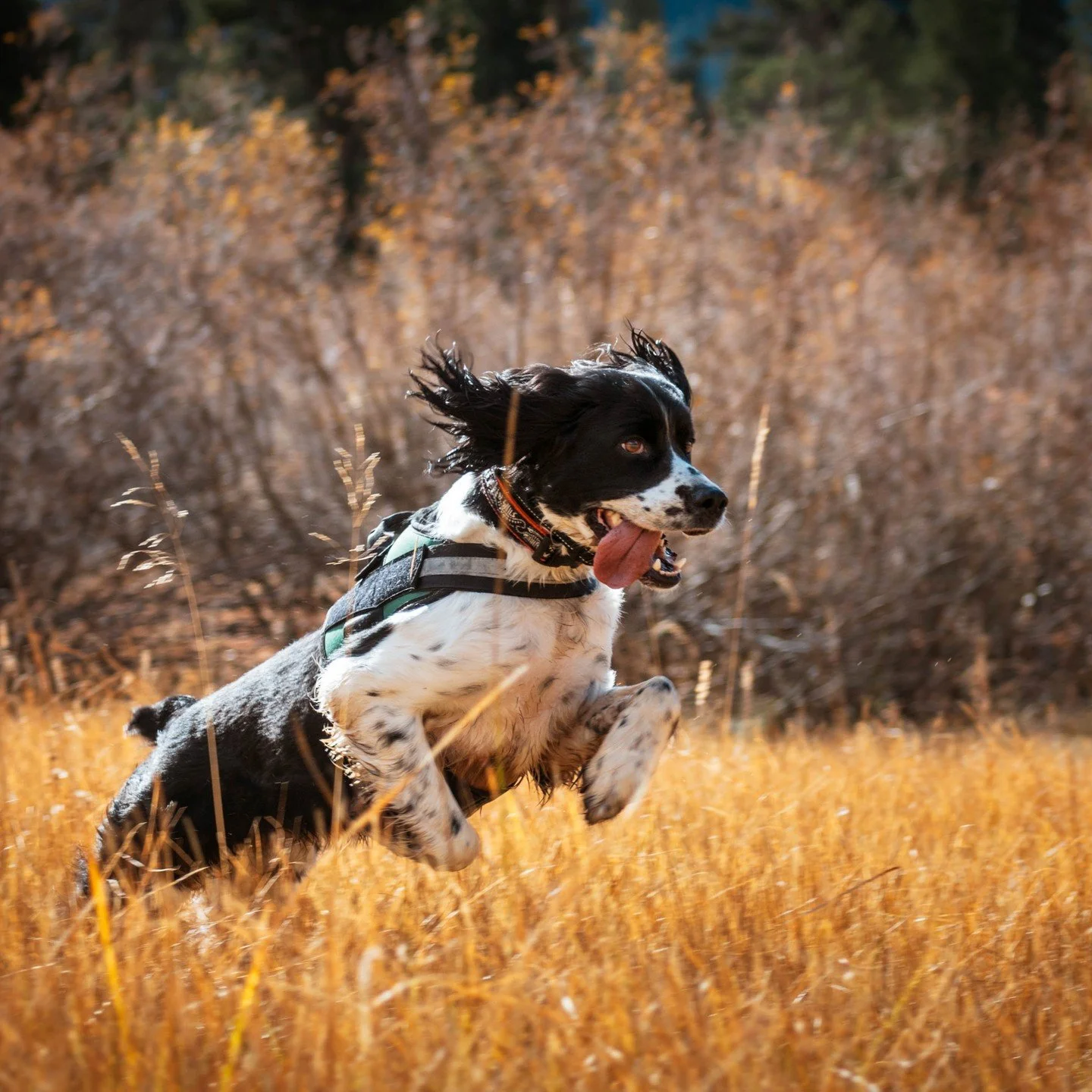 I got to get outside with Boujee this time and he was so much fun to chase around! What a good boy! @linsooo