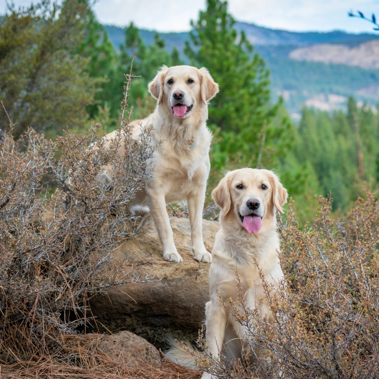 These two goldens were 👩&zwj;🍳💋 just beautiful!