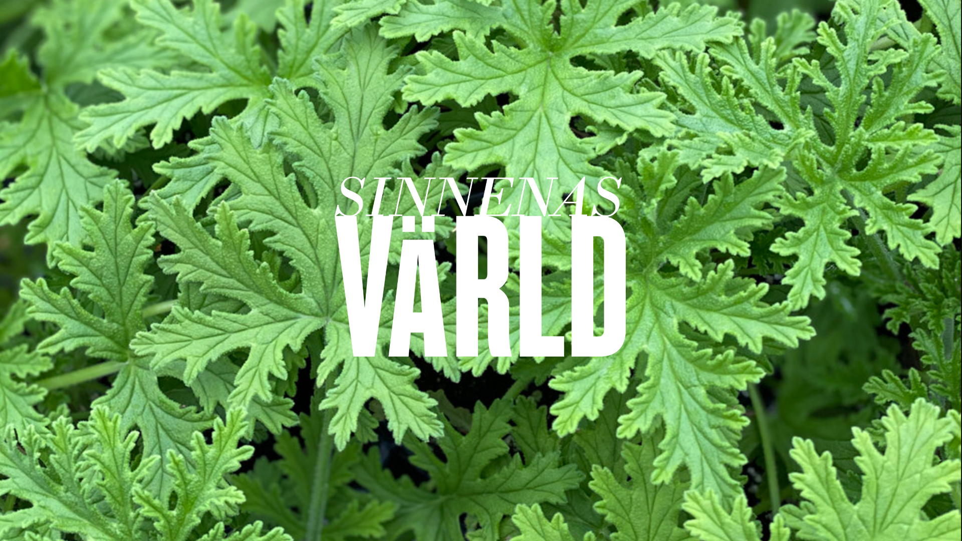 Lecture: With a Scent of Geranium