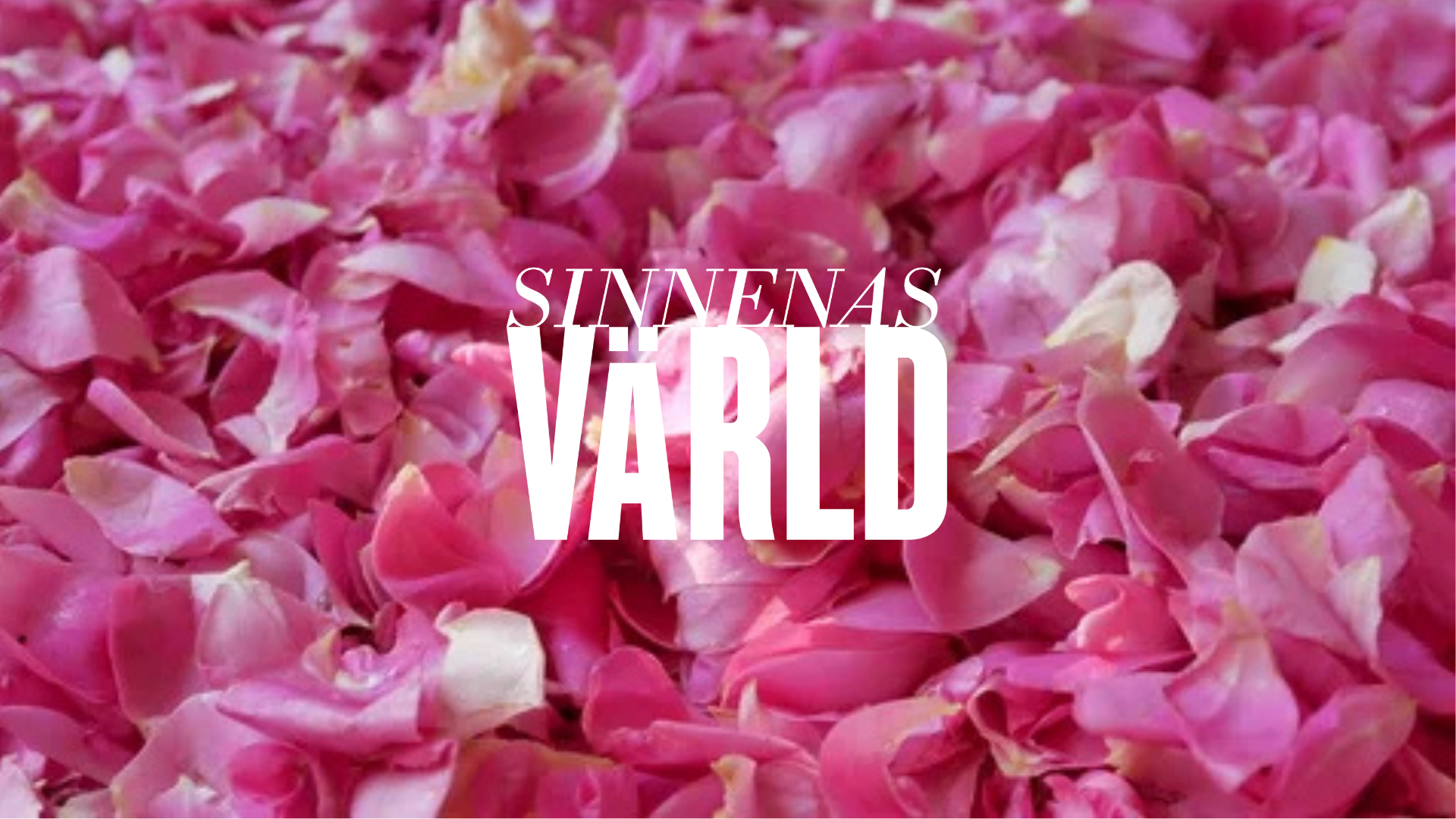 Lecture: With a Scent of Rose at Medelhavsmuseet