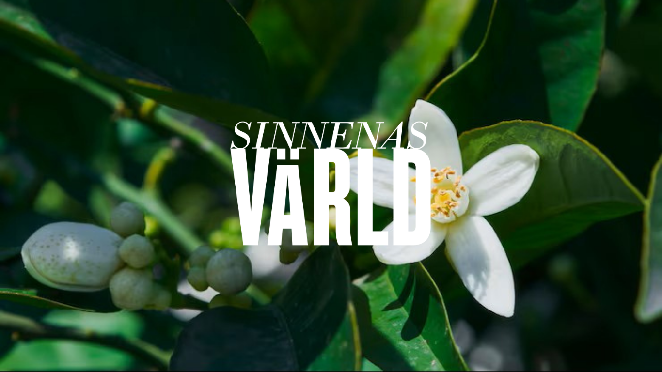 Lecture: With a Scent of Neroli at Medelhavsmuseet
