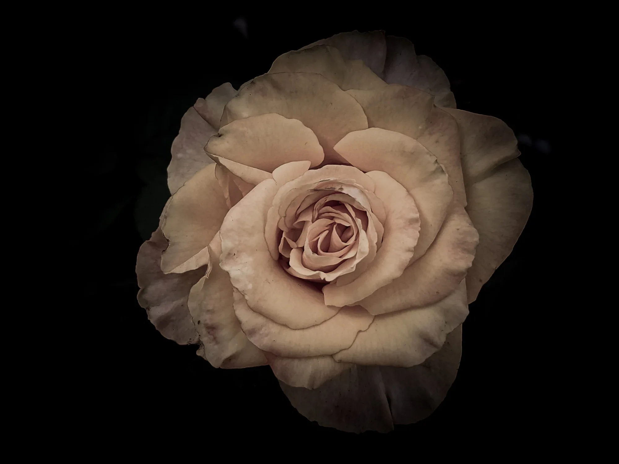 Lecture: With a Scent of Rose at Världskulturmuseet