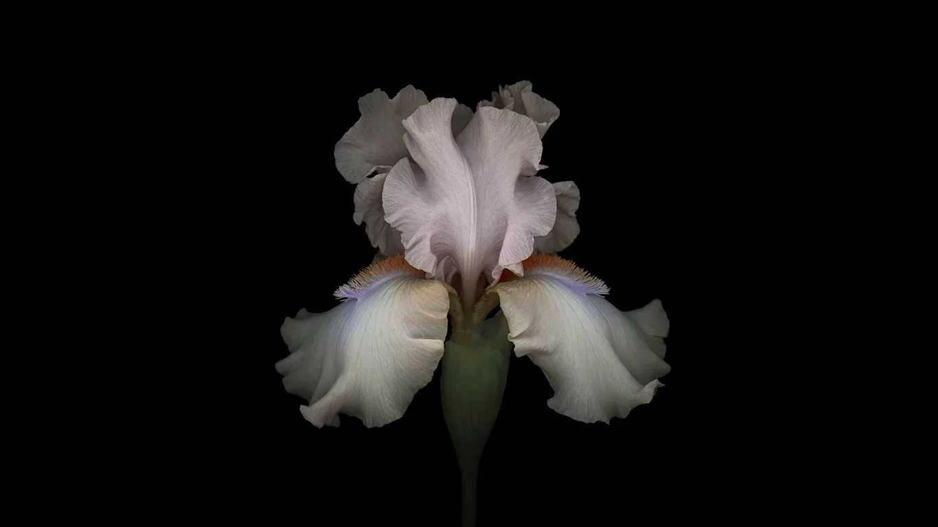Lecture: With a Scent of Iris at Världskulturmuseet