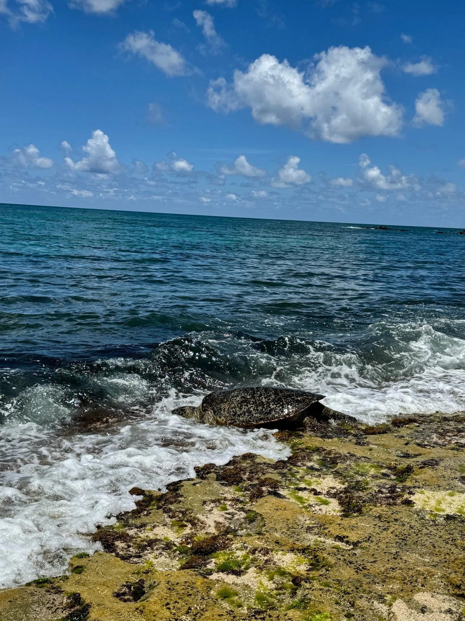 IMG_7767.jpeg
