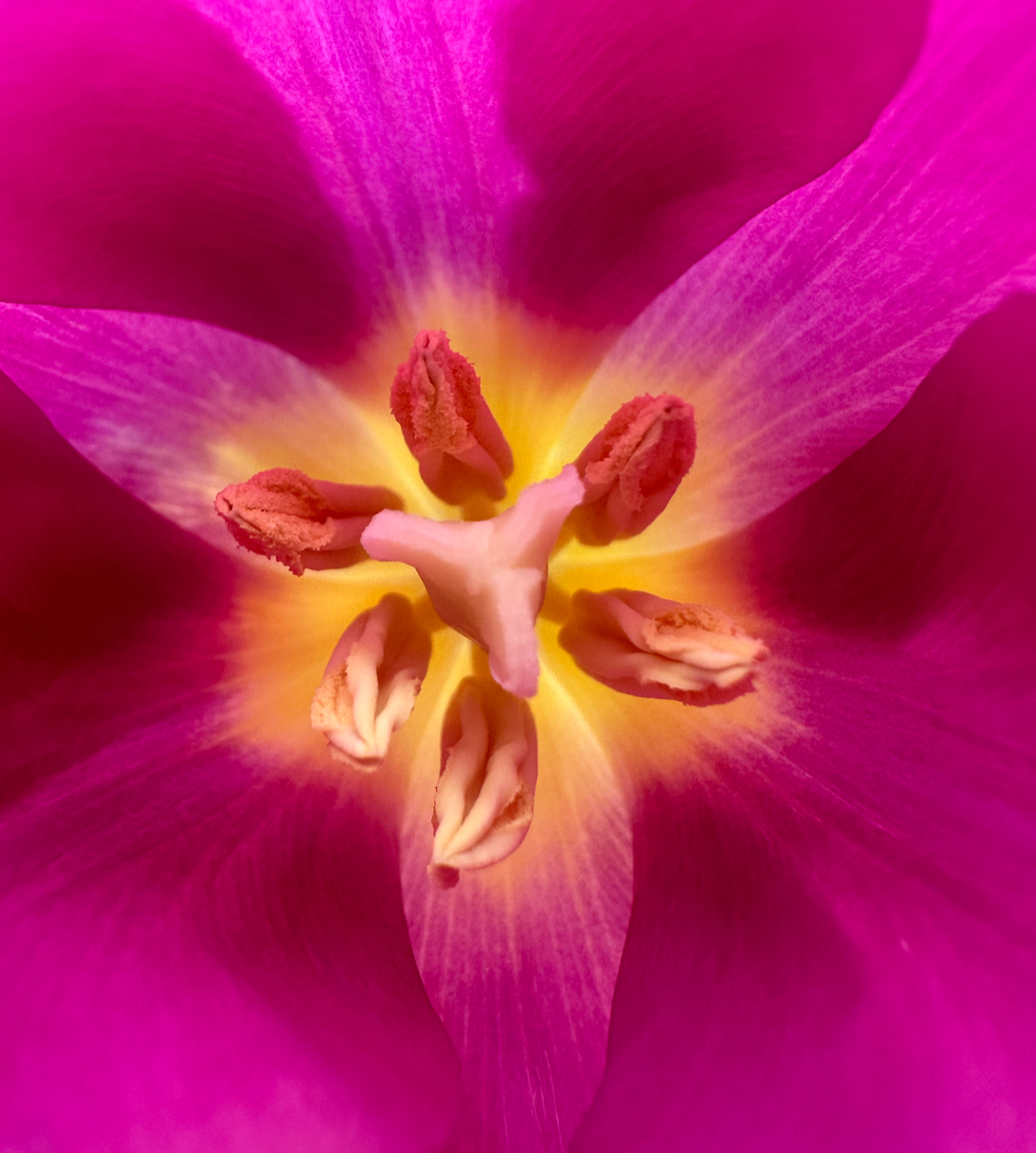 Mindful Pause Flower.png