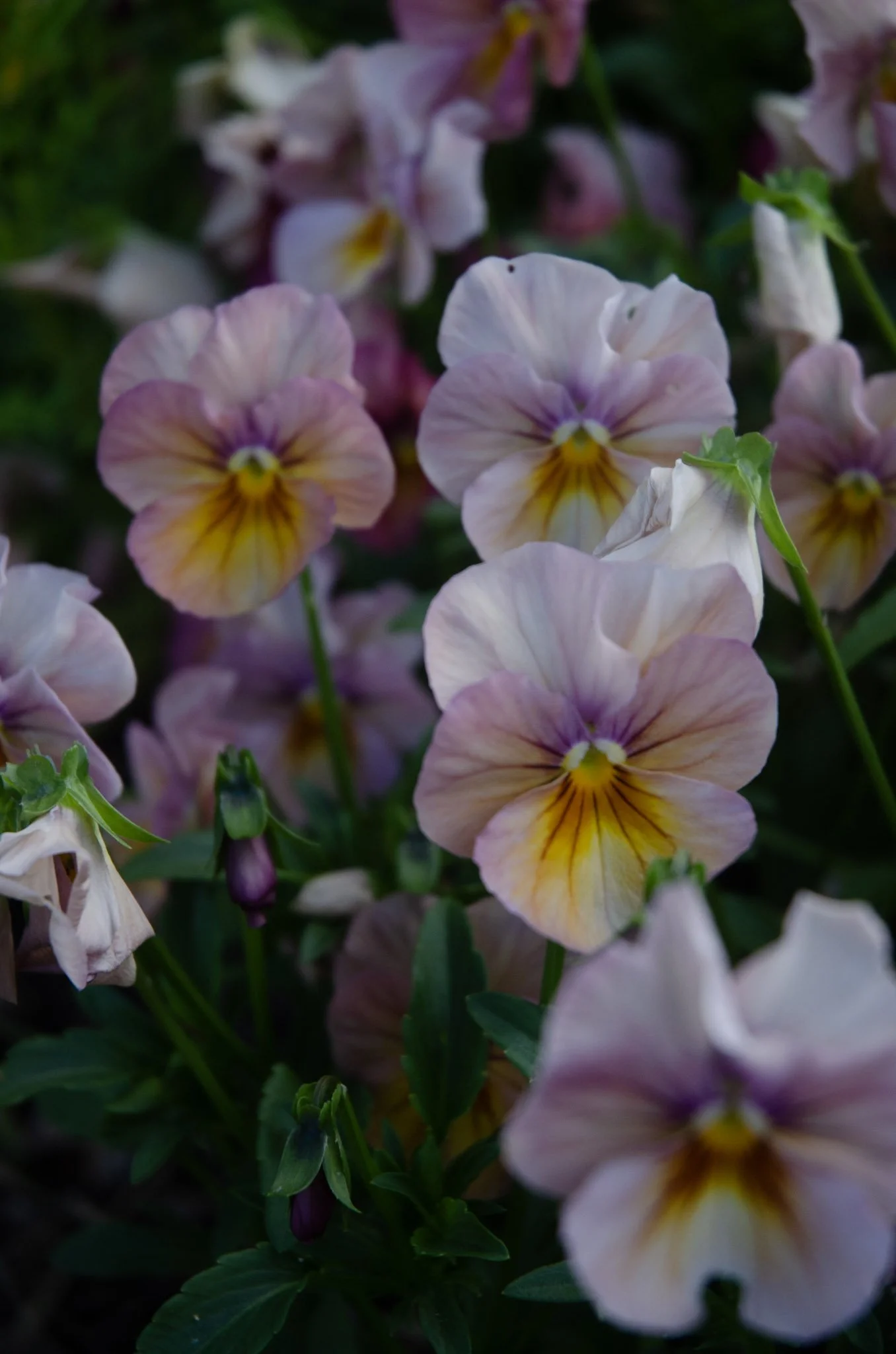 Loutet Farm Market - Multiple Dates