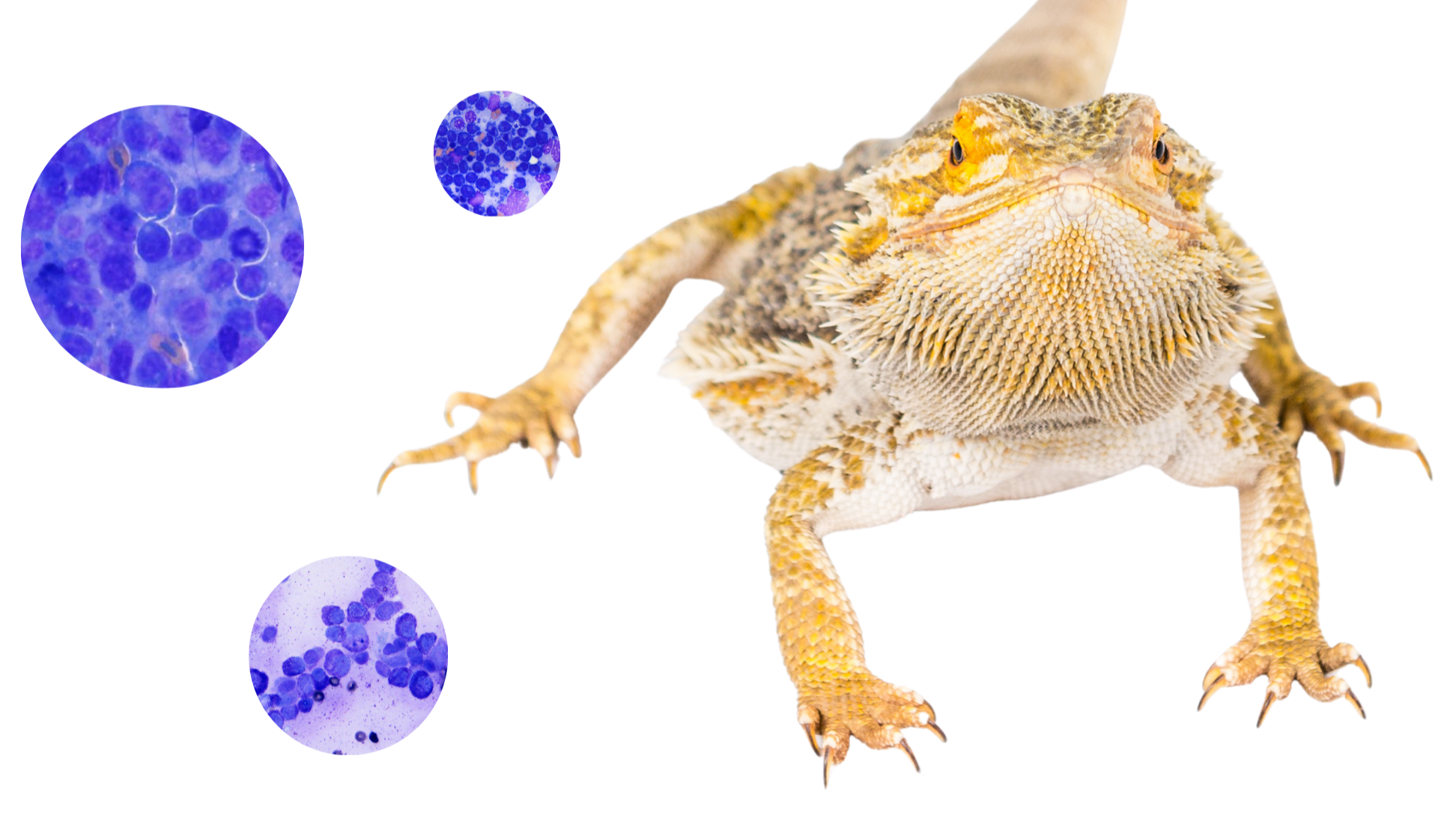 Veterinary Cytology Database Analysis