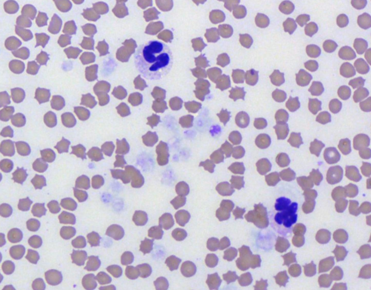 Platelet Evaluation in Veterinary Medicine: Comprehensive Assessment of ...