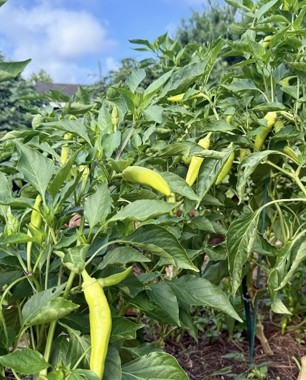 Screenshot 2026-02-06 at 7.06.43 PM.png