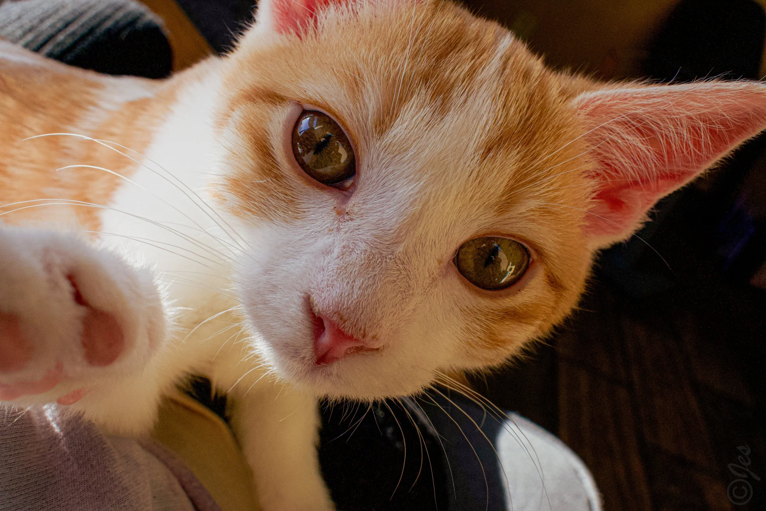 Pet Portraits
