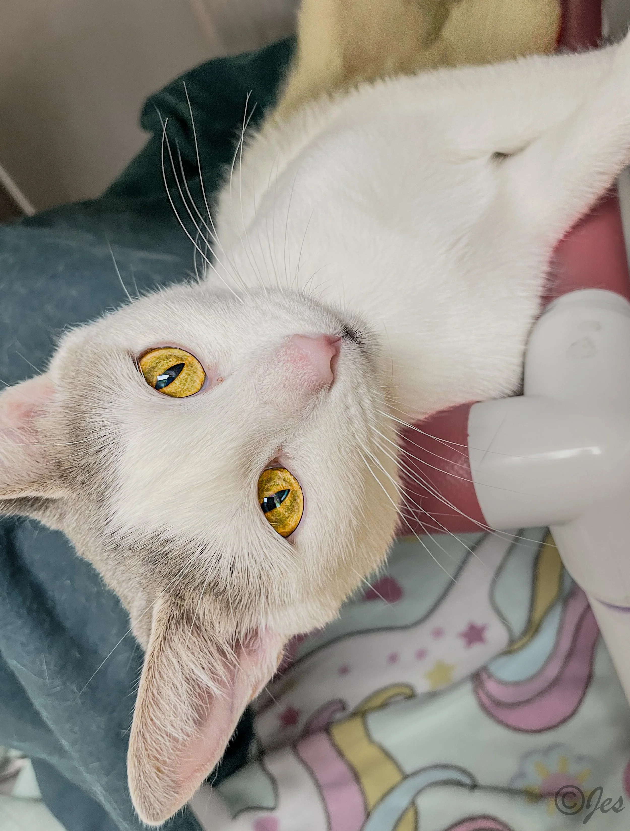 20240718-IMG_1928 copy.jpg