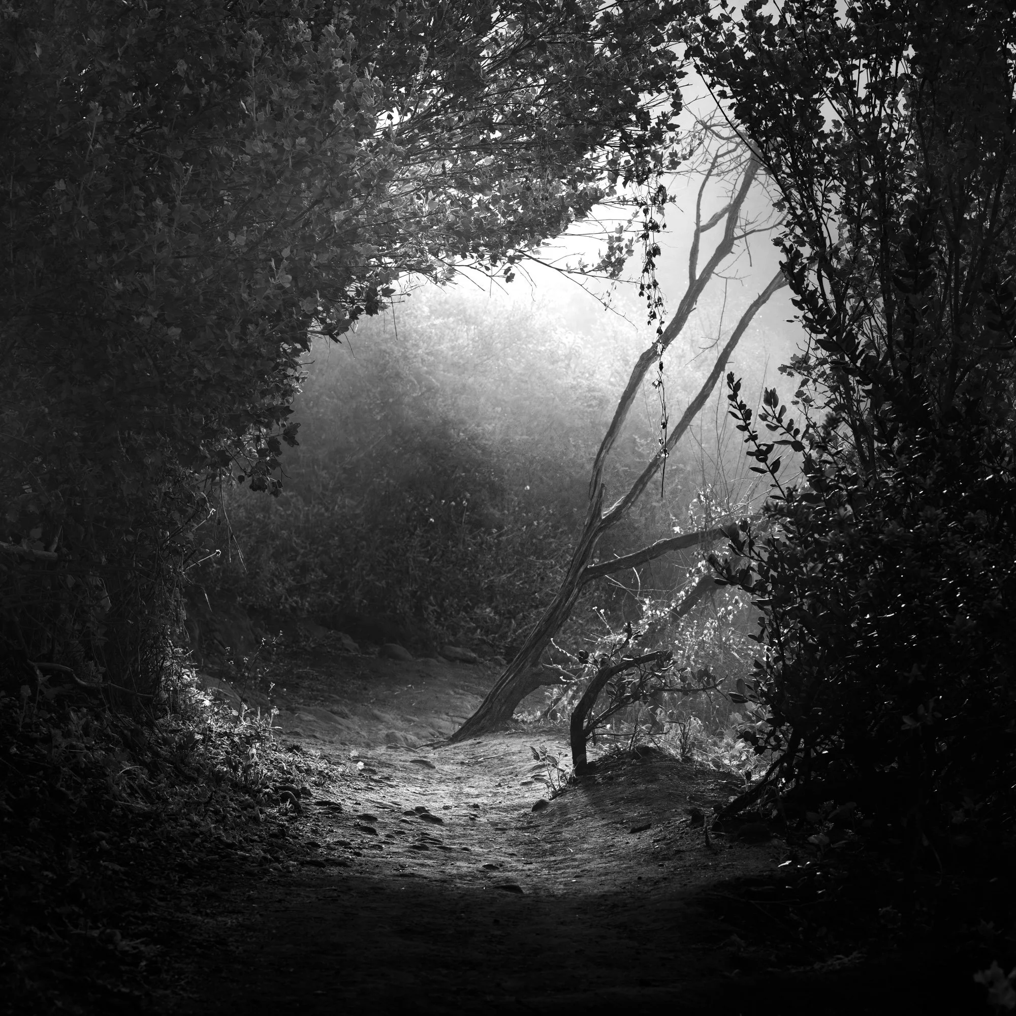 The Passage (Limited 8)
30x30 $2600