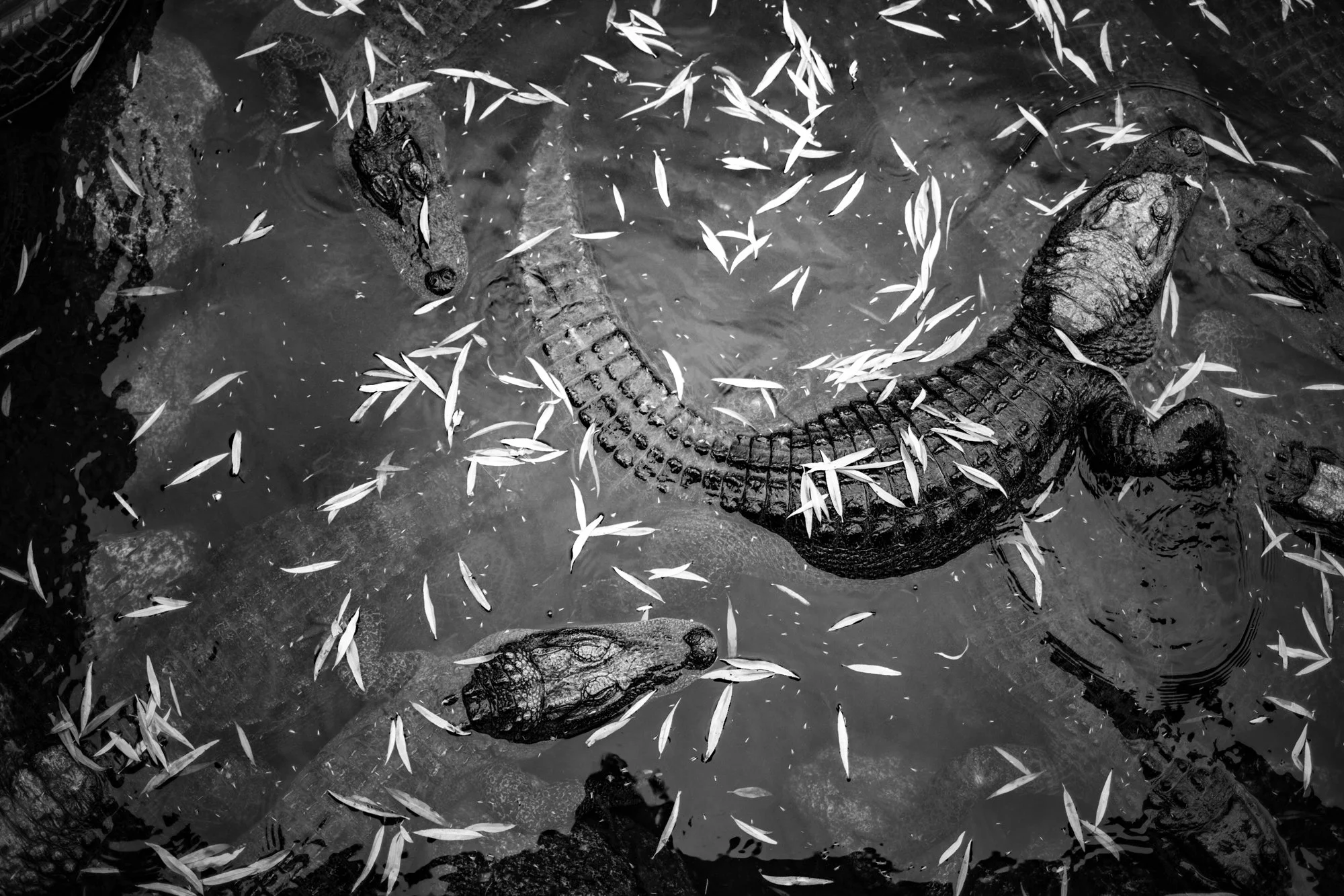 Gator I (Limited 8)
54” x 40.5” $3800