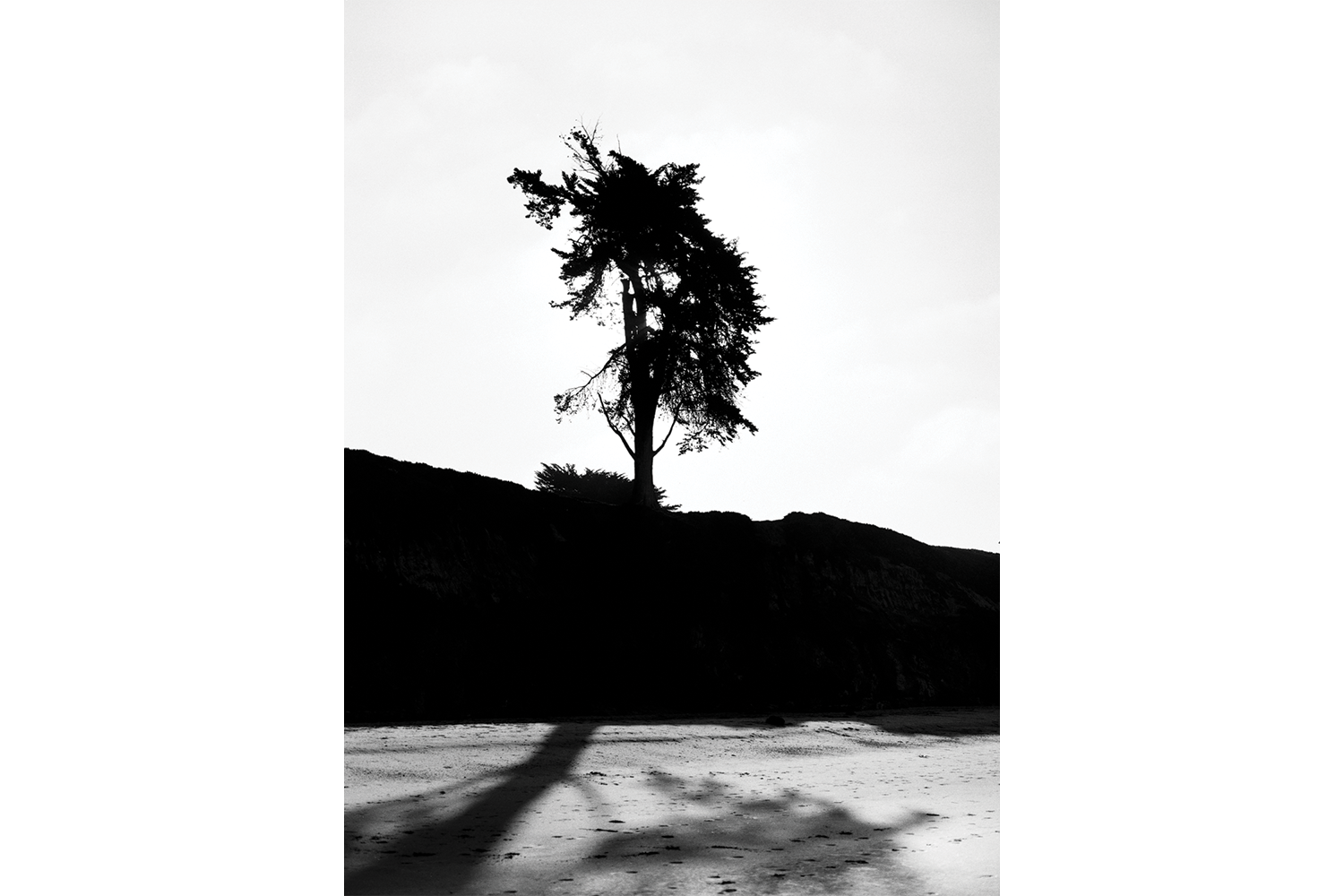 Large Format Decor Black and White Photography Wall Art Tree Silhouette