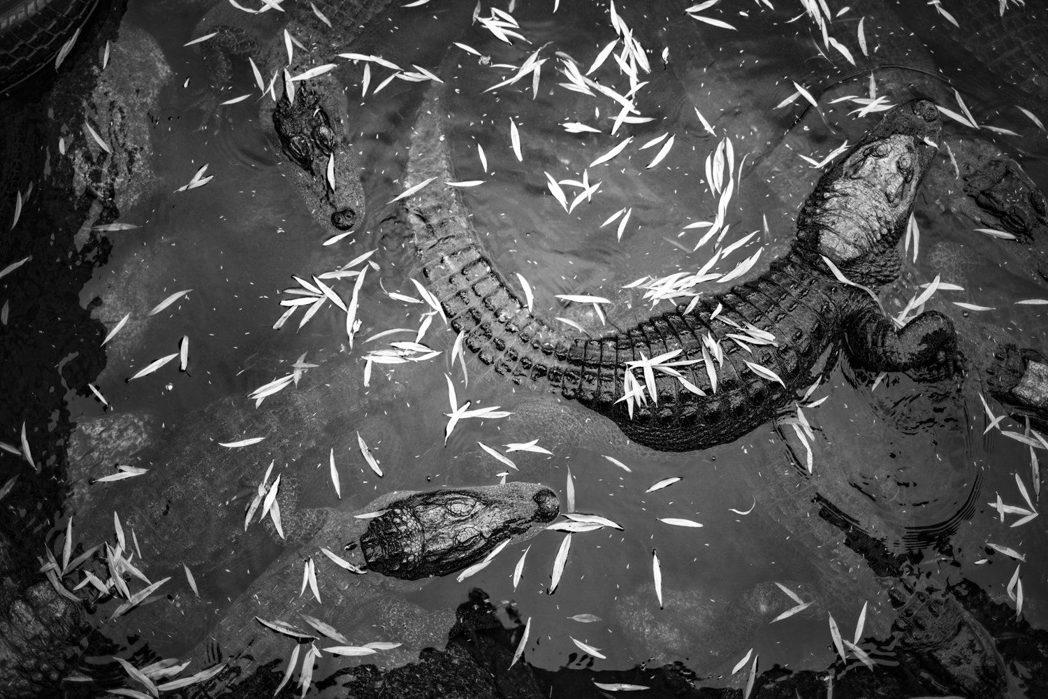 Large Format Decor Black and White Photography Alligators