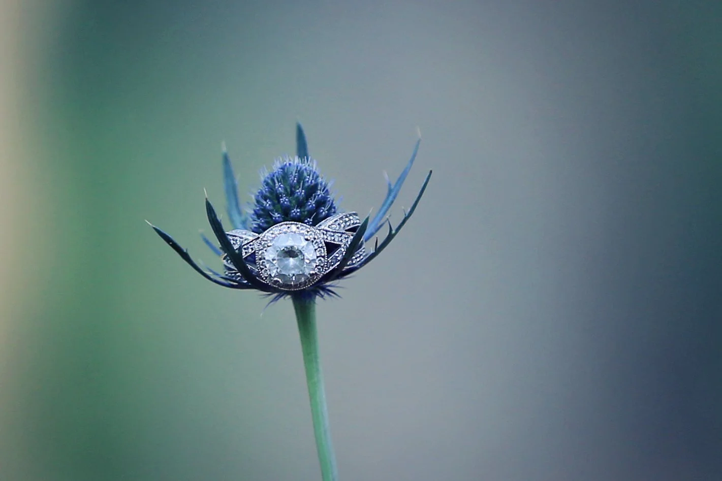 Close-up of a blue flower with a diamond necklace draped around its petals, against a blurred gradient background.