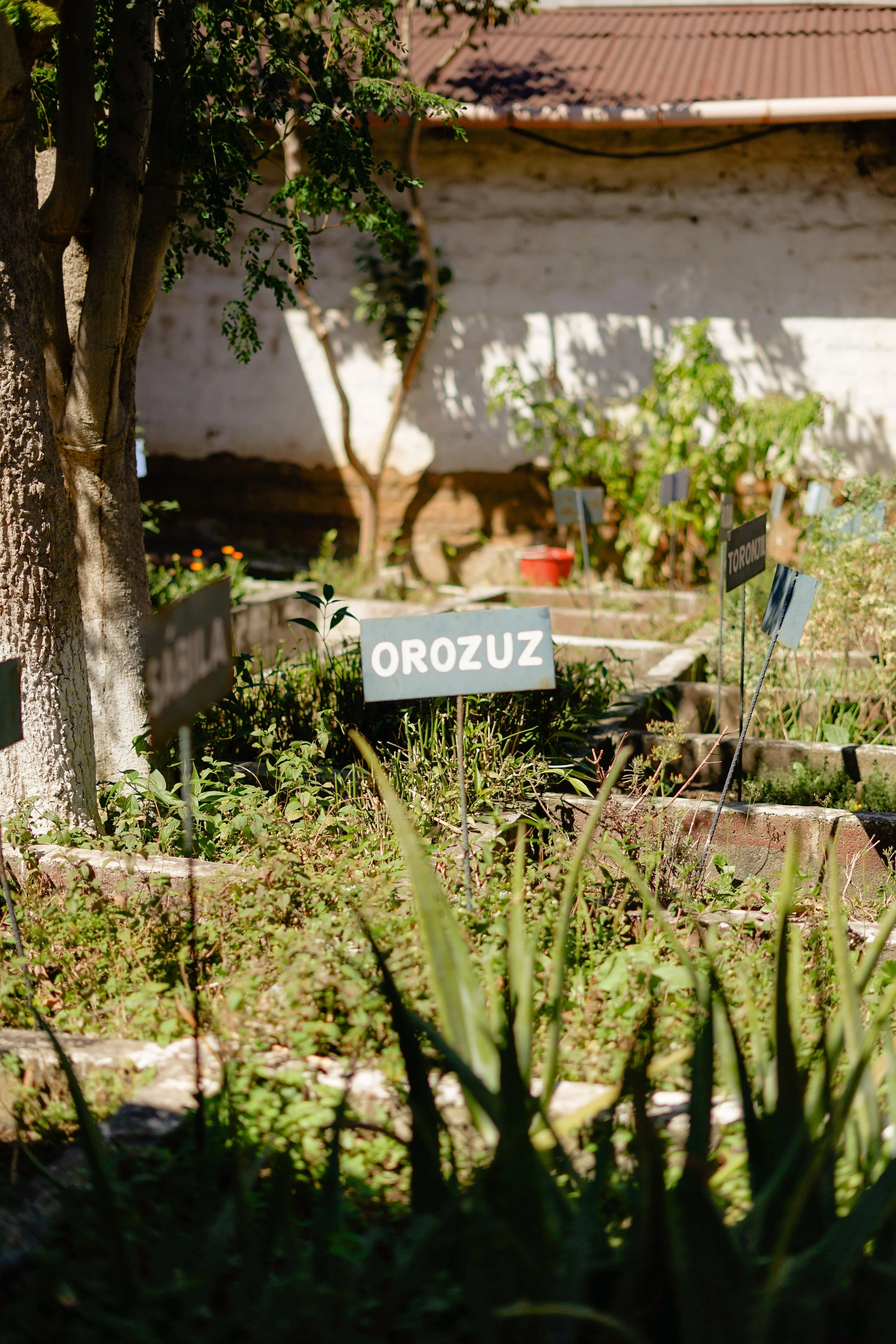 Plantas Medicinales 5 (1).jpg