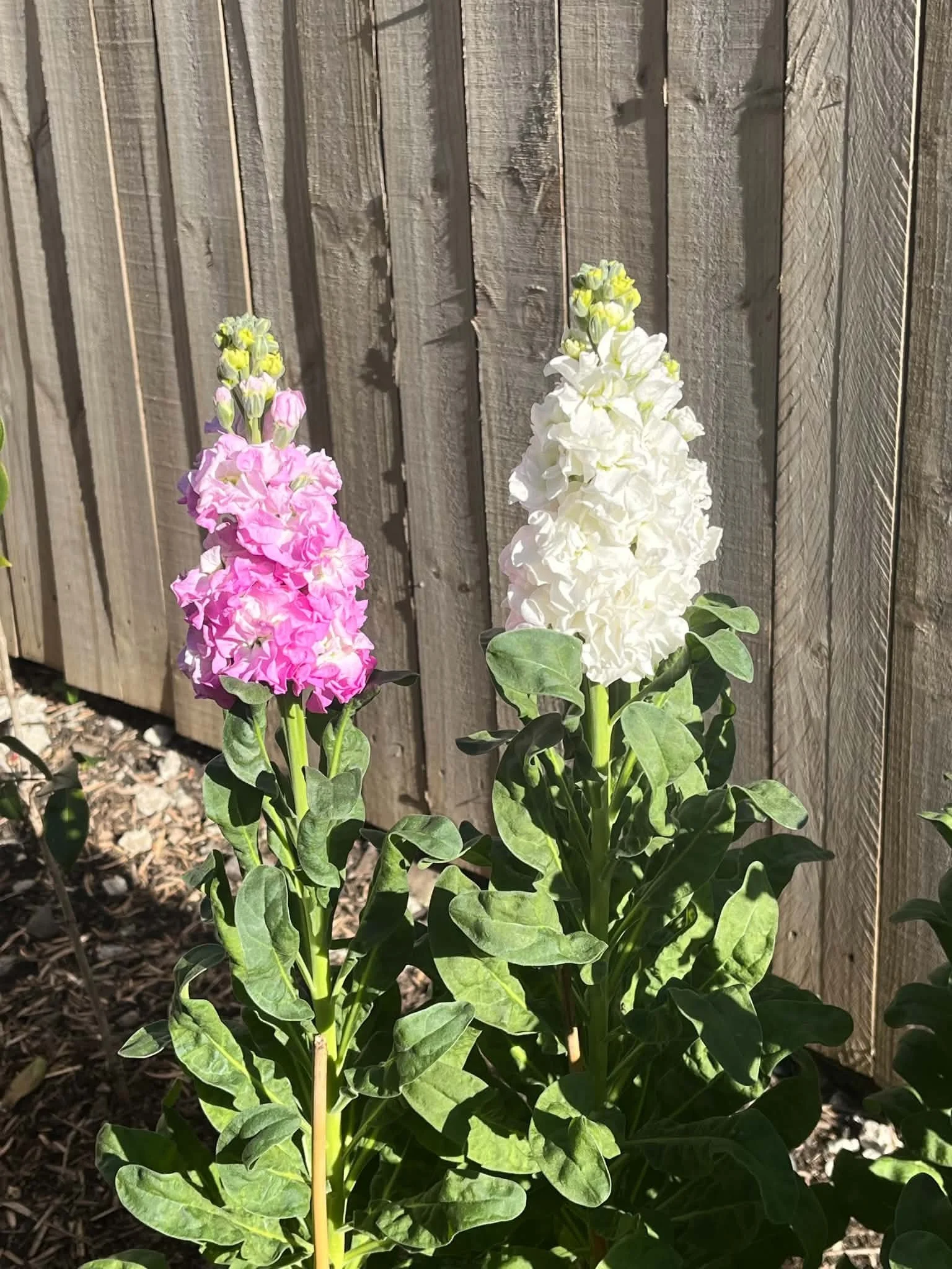 Green thumbs, brown thumbs, all thumbs in: a new gardener’s life