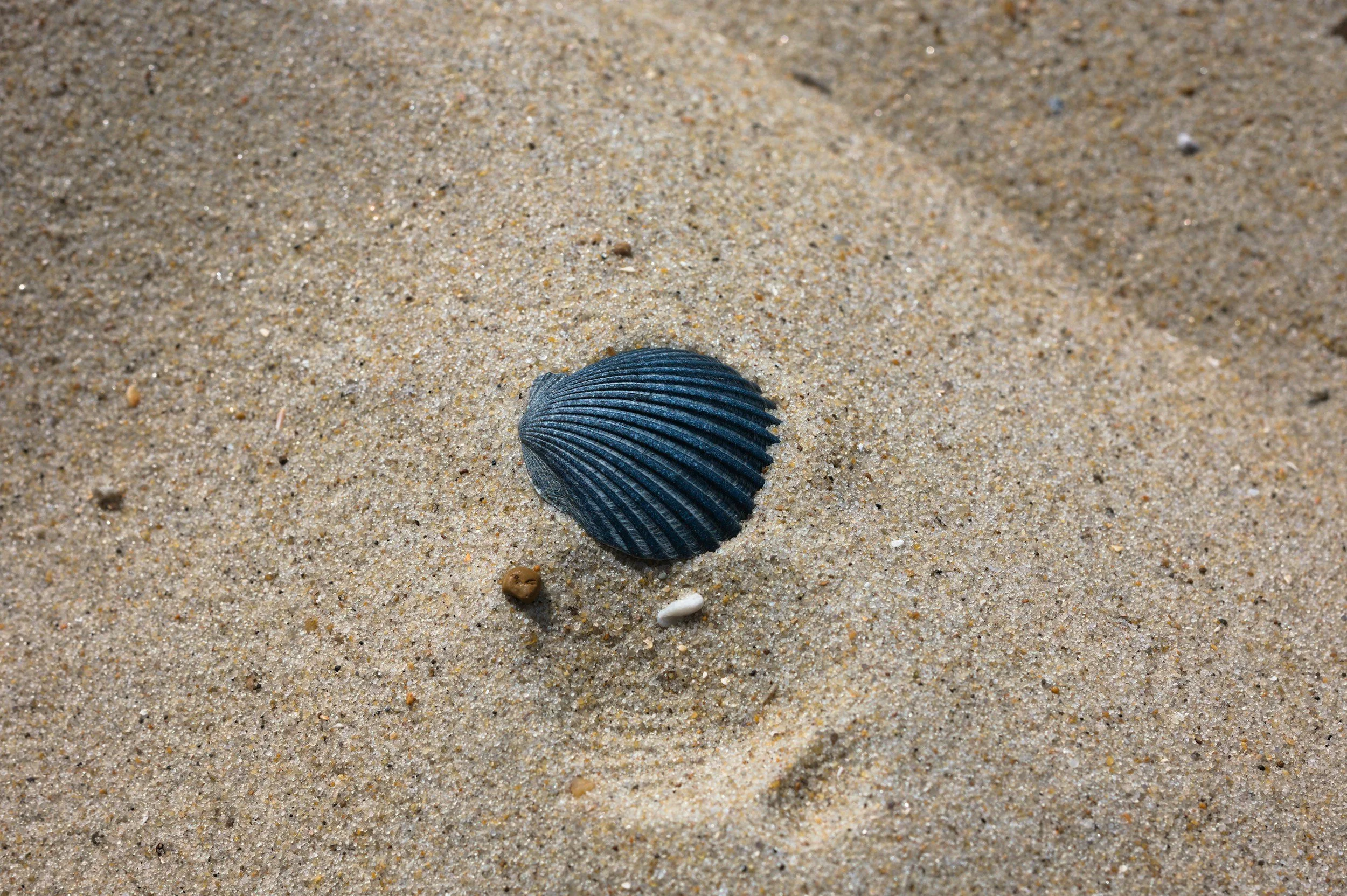 dark shell resting on sand