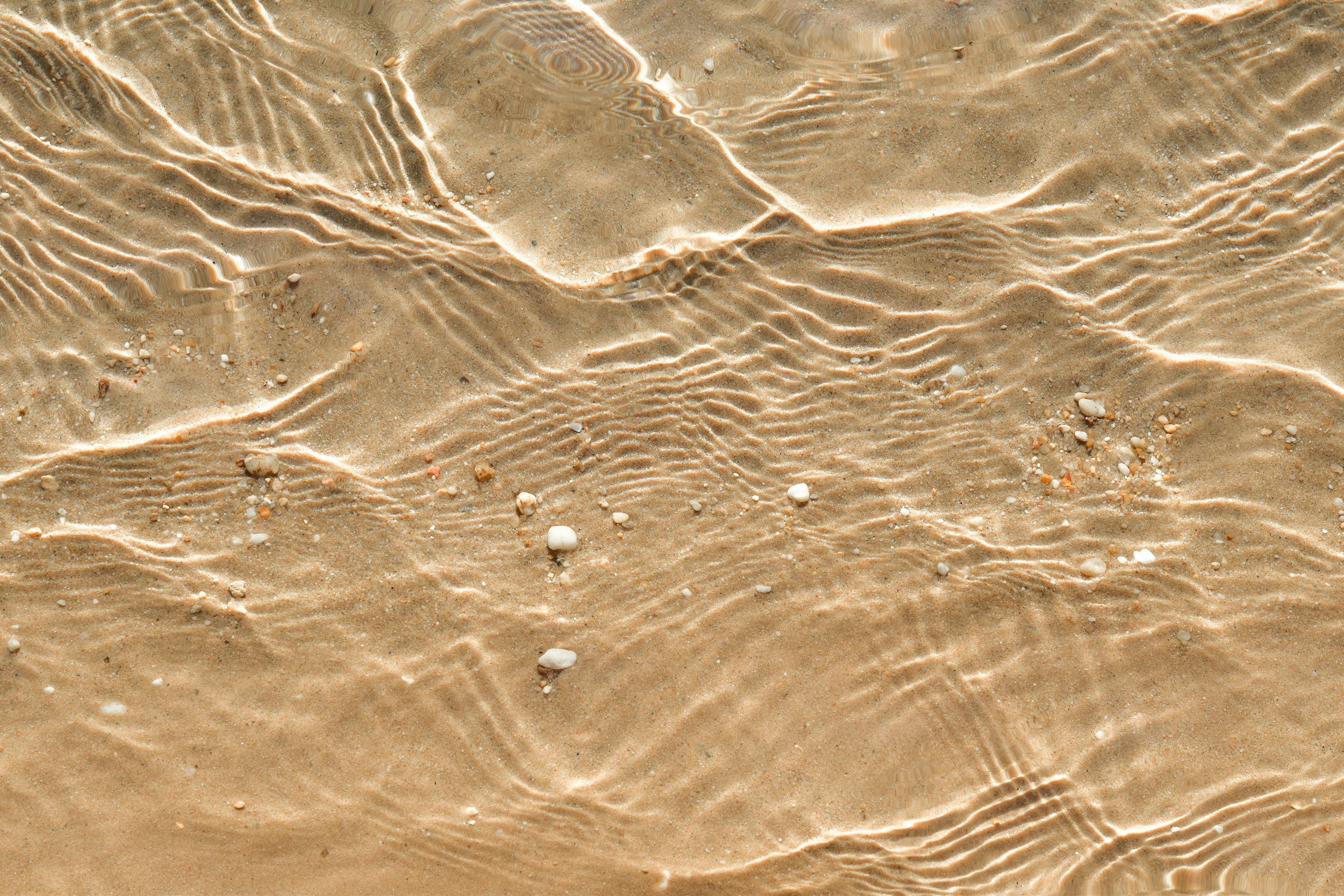 clear ocean water with shells