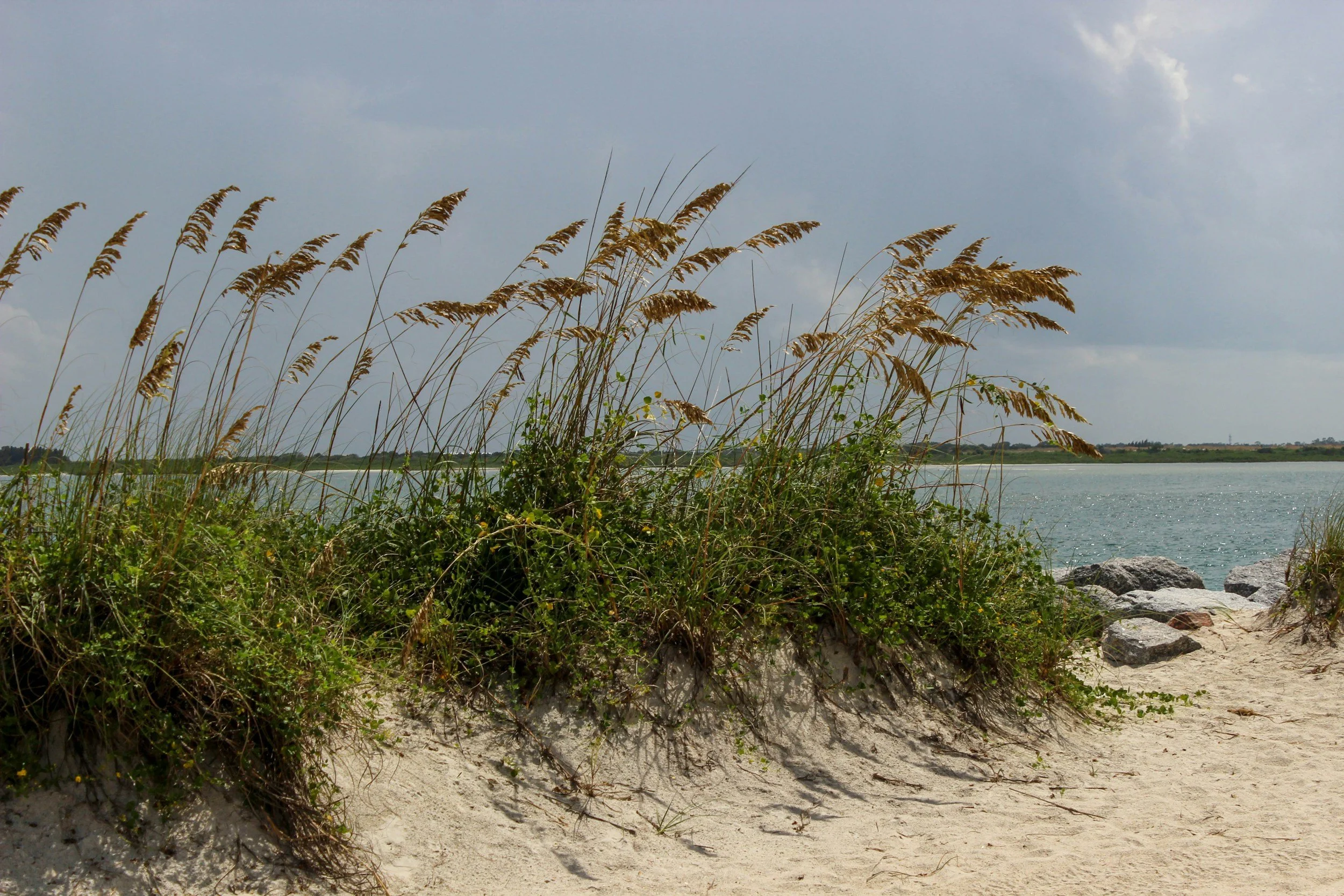 sea oats on beach dunes