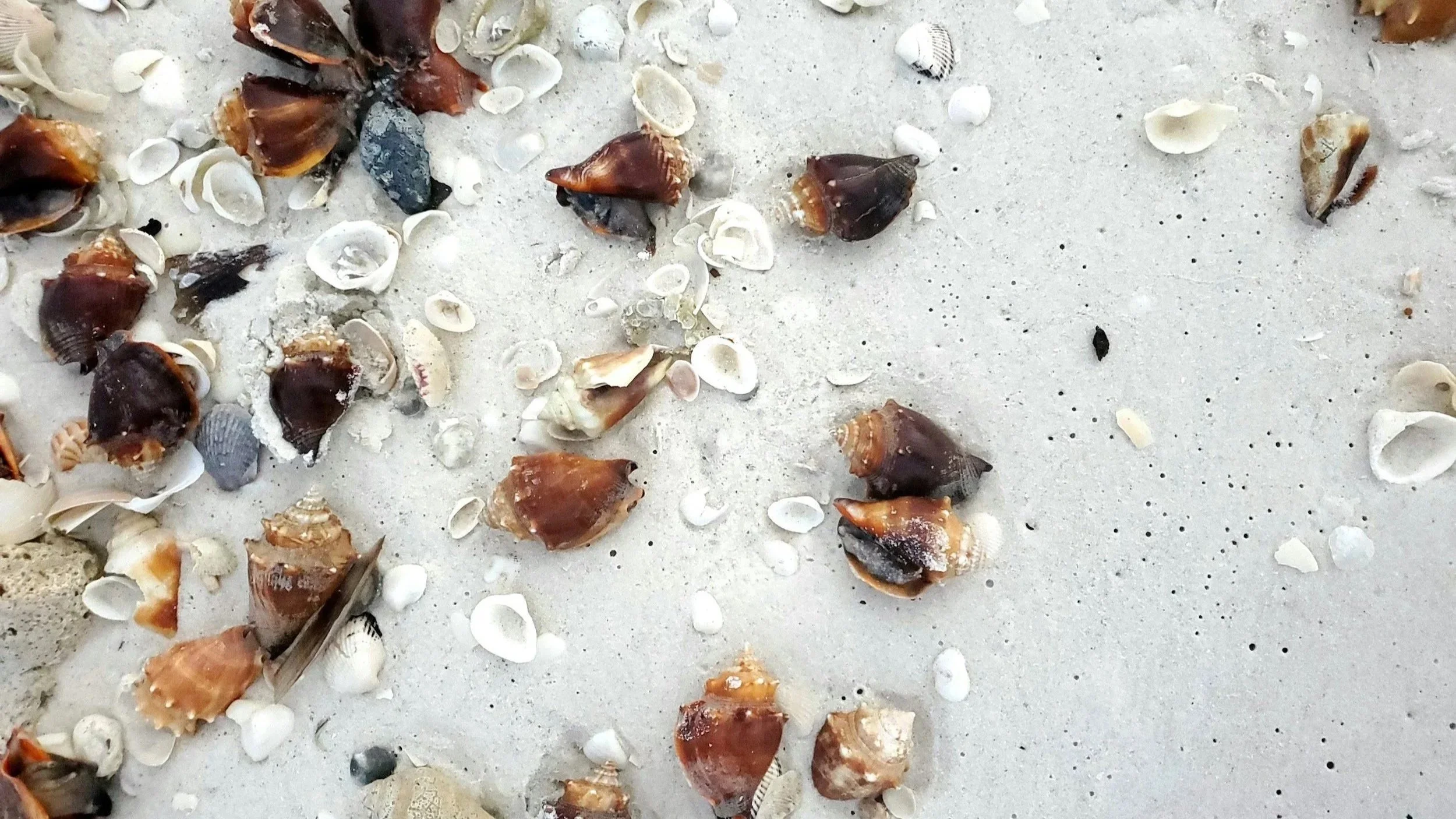 Assorted seashells and shell fragments scattered across white beach sand