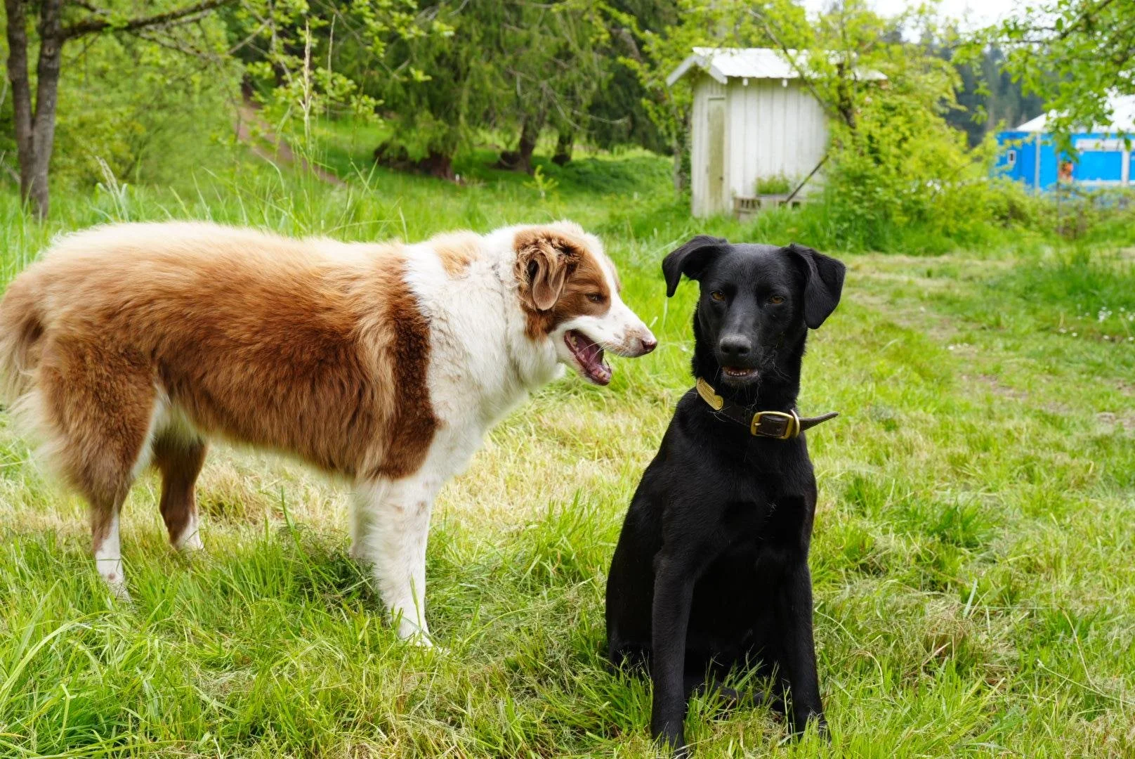 A little life on the Farm.