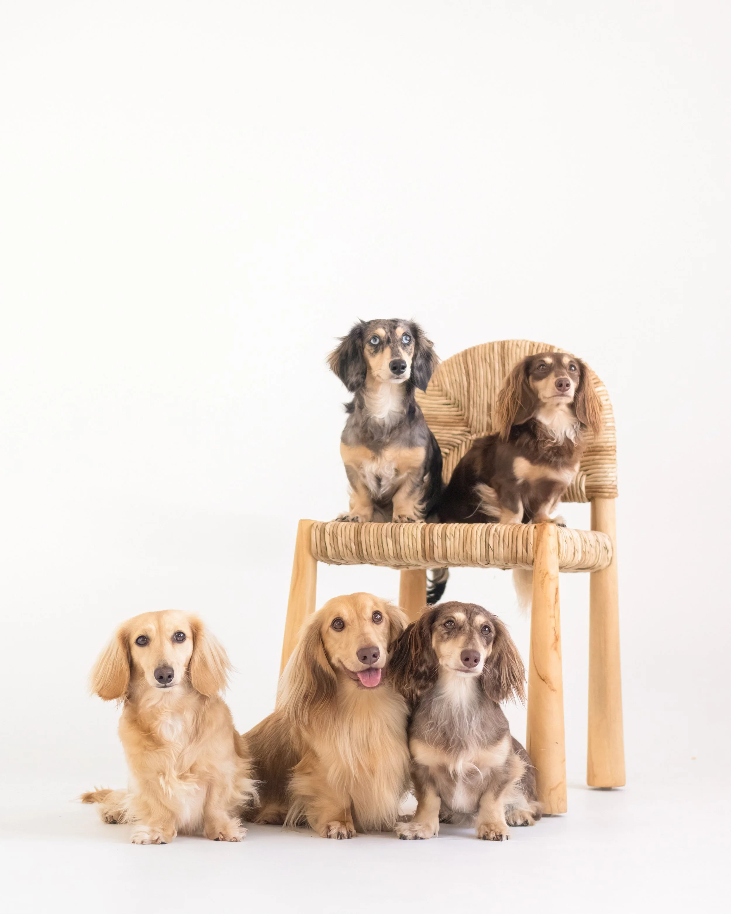 courtraits | Pet photography