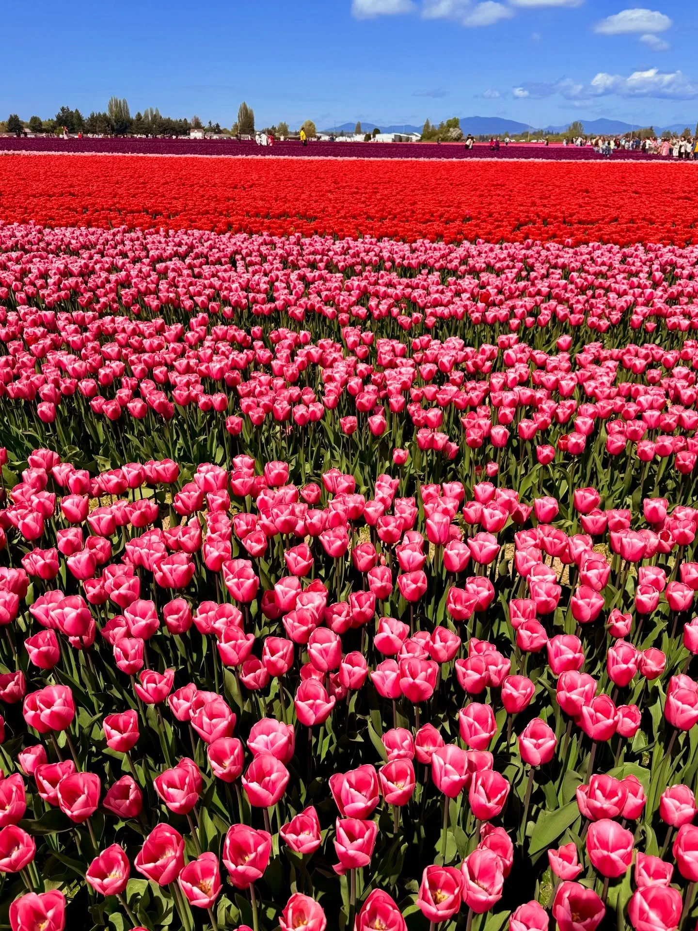Tulip season is officially here in Skagit Valley 🌷☀️
Sun is out, flowers are blooming&mdash;perfect day to stop by Sweet Corner and try our spring series 💐🧋
