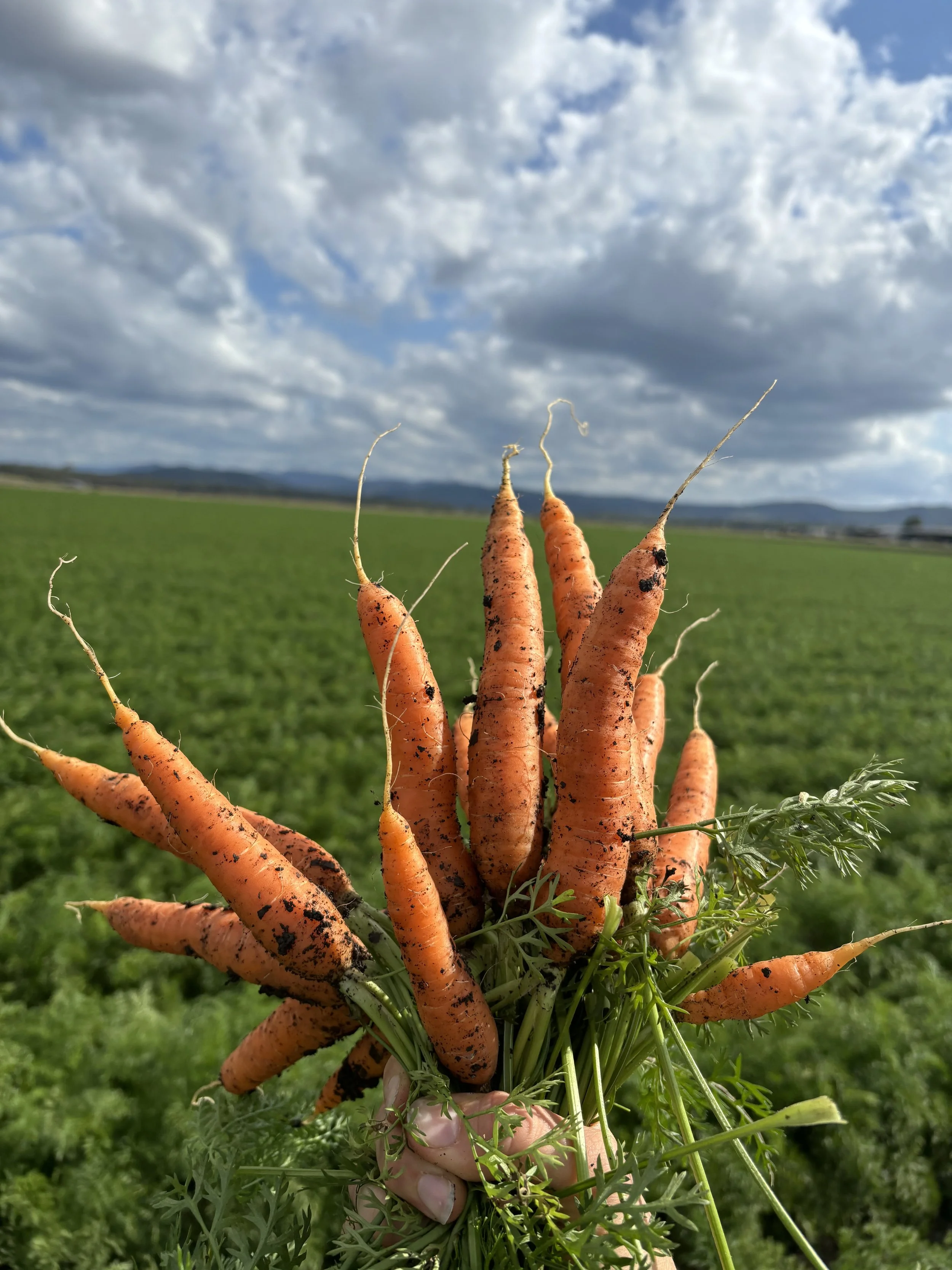 Kate Brimblecombe.jpeg