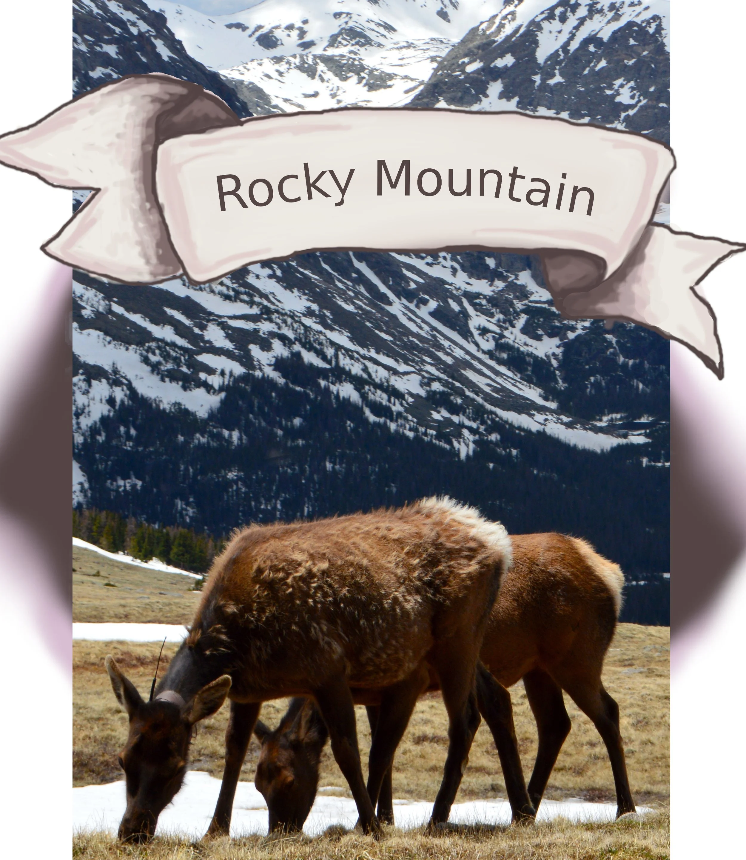 Rocky Mountain