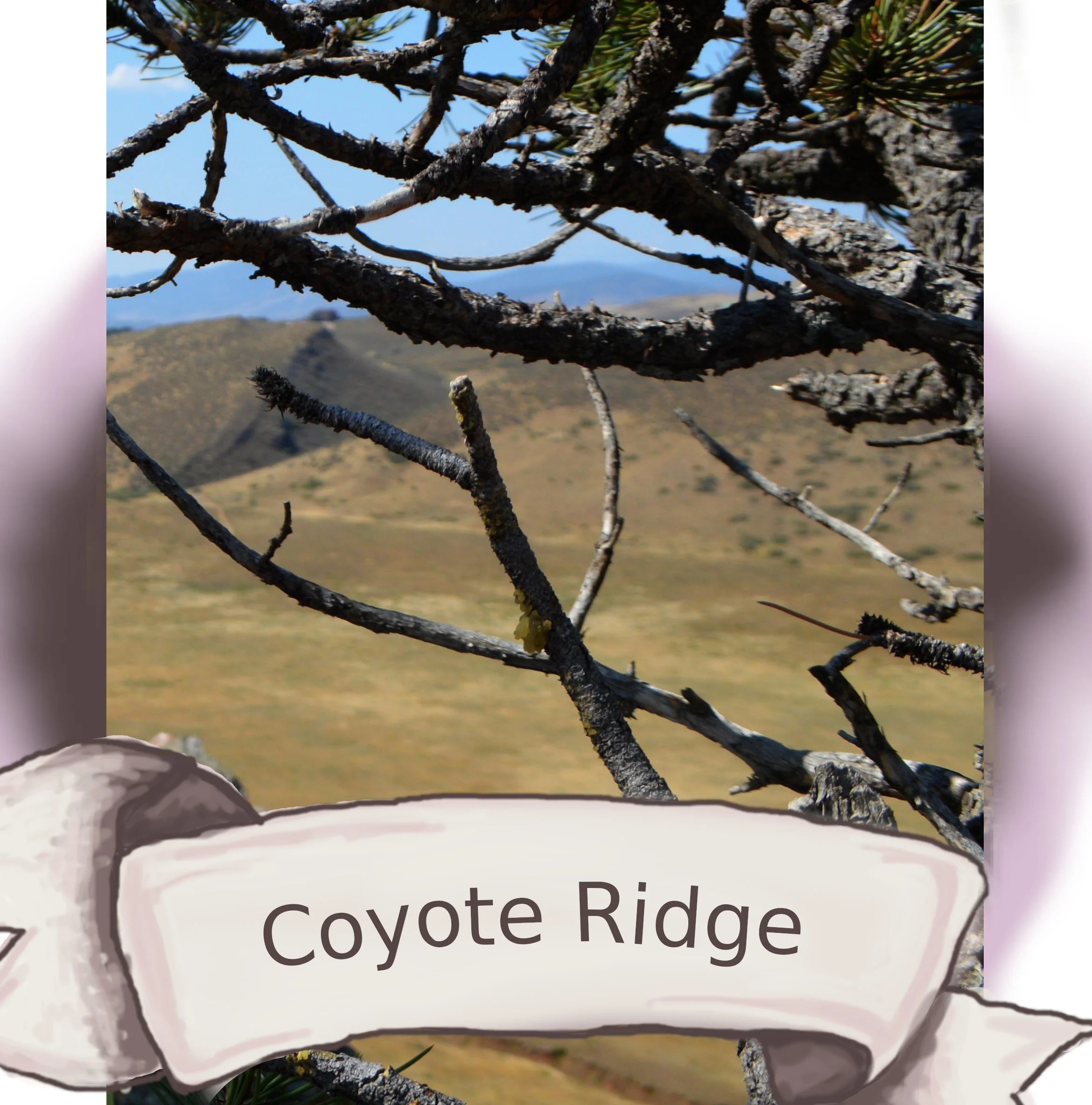 Coyote Ridge