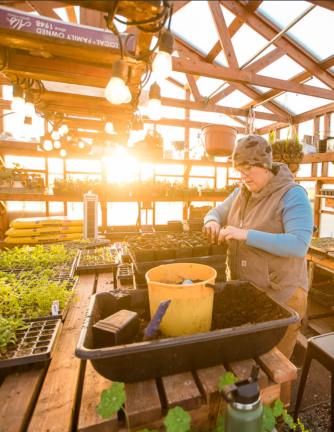 Una persona en un invernadero de madera, iluminado por el sol, trabajando con plantas de producto en macetas y bandejas de siembra.