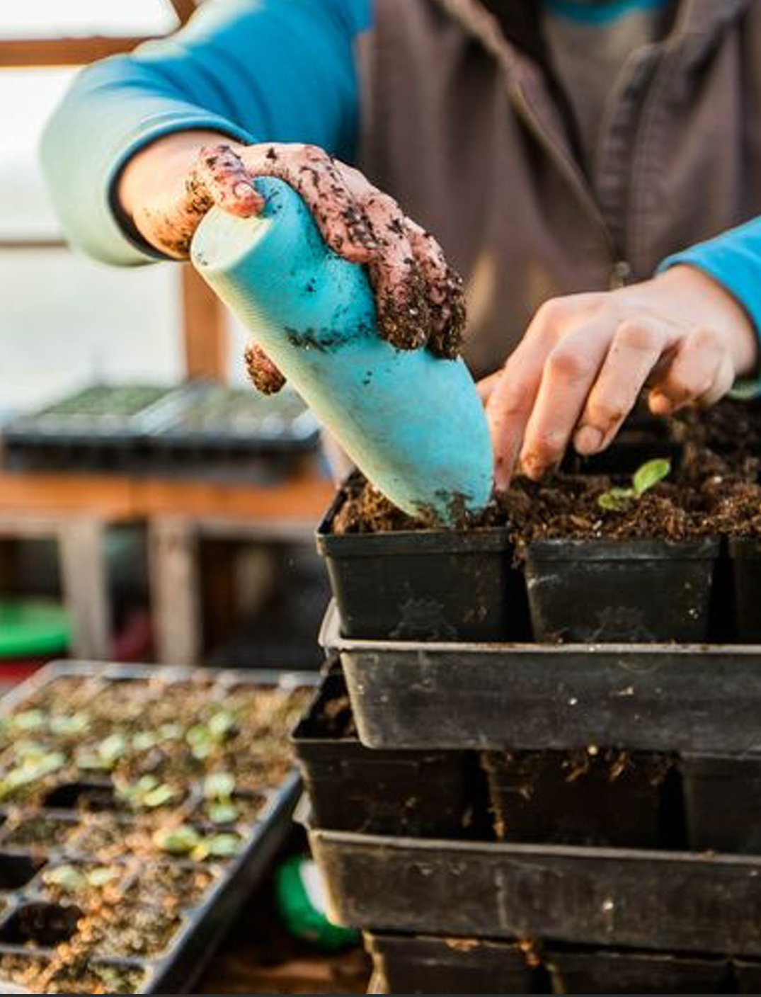 Una persona plantando semillas en una bandeja de cultivo usando una pala azul. Hay varias bandejas apiladas y otra bandeja con semillas en primer plano.