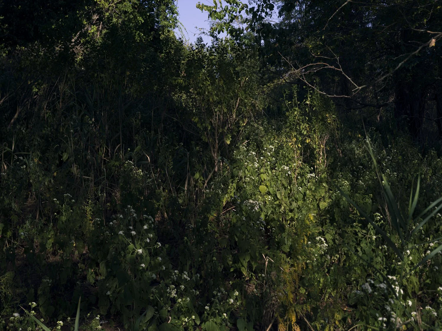 Jade-Doskow-Freshkills-20200923-FK-B0000572-Overgrowth-V1-flat-35w-web.jpg