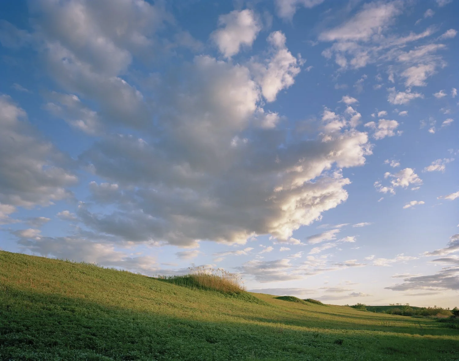 Jade-Doskow-Freshkills-20210527-FK-13-EM-Sacred-Mounds-SR-29w-web.jpg