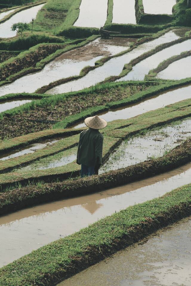 A person wearing a conical straw hat stands in a rice terrace field, surrounded by tiered flooded paddies with green grass borders.