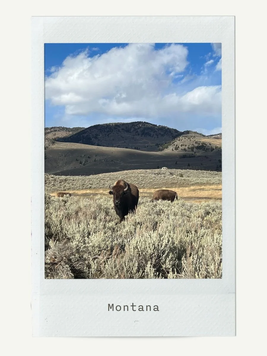 A landscape photo taken in Montana showing bison grazing in a field, with rolling hills, mountains, and a partly cloudy sky in the background.