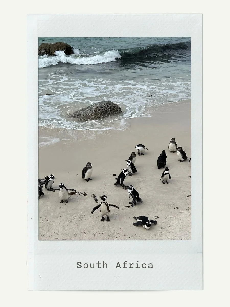 A group of penguins on a sandy beach with rocks and the ocean in the background, labeled as South Africa.