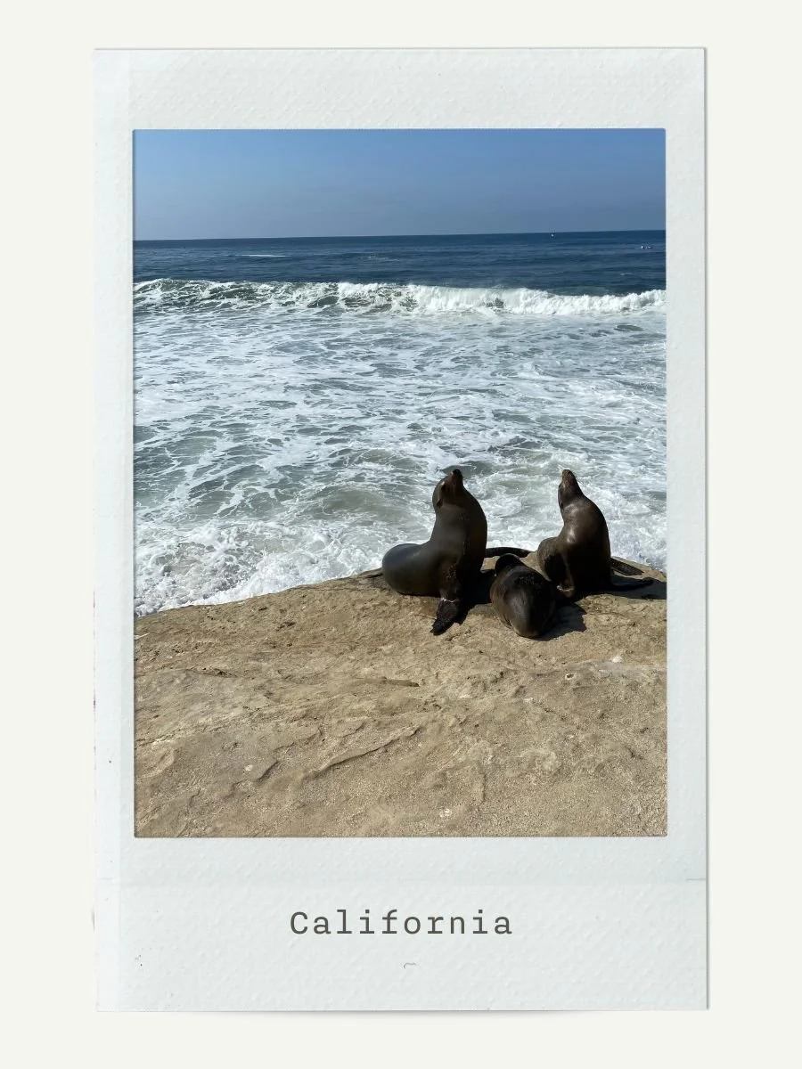 Sea lions resting on a sandy beach with ocean waves and a clear blue sky in California.
