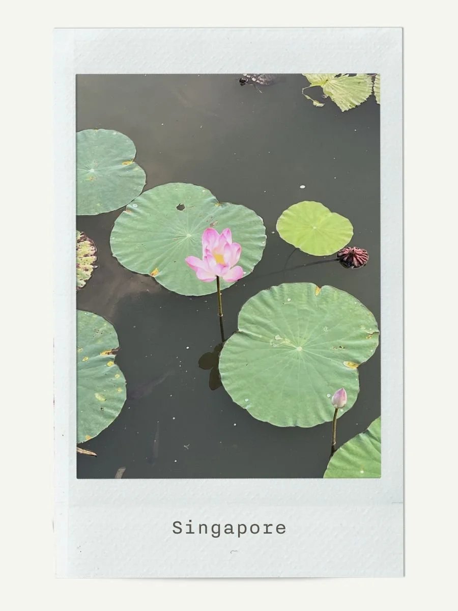 Pink lotus flowers and green lily pads floating on a dark pond in Singapore.