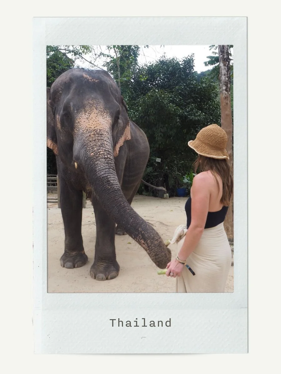 A woman in a straw hat and black top feeding an elephant in Thailand. The woman holds a green vegetable towards the elephant's trunk, with green foliage in the background.